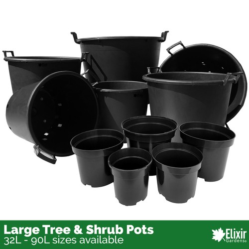 Large plant pot - plant, tree